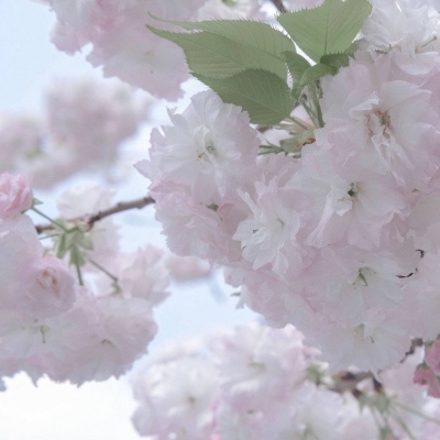 Furry绘画工具推荐福瑞交流群